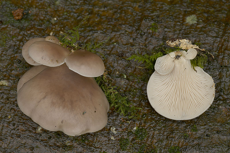Pleurotus ostreatus